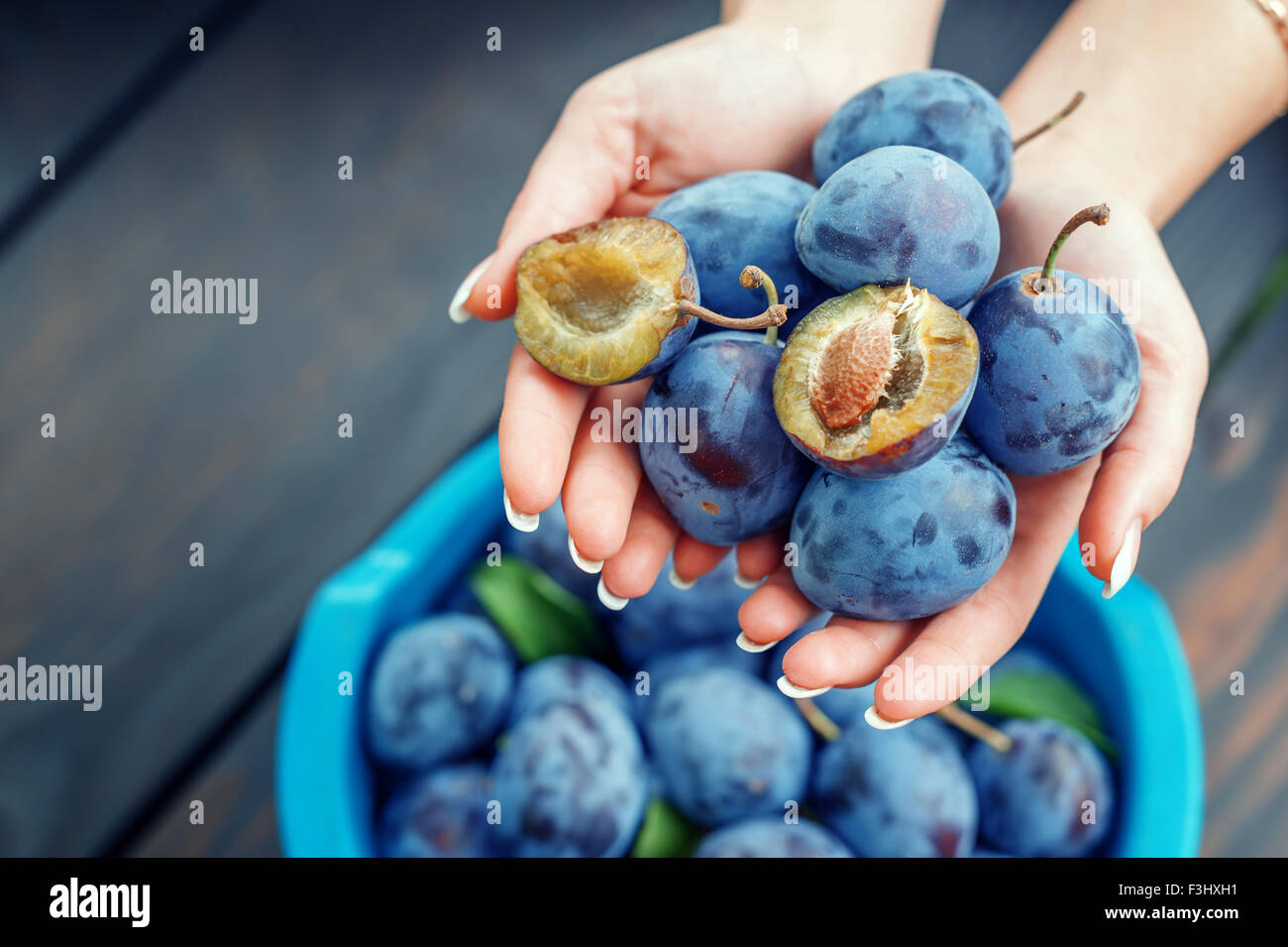 sweet plums in hand closeup Stock Photo