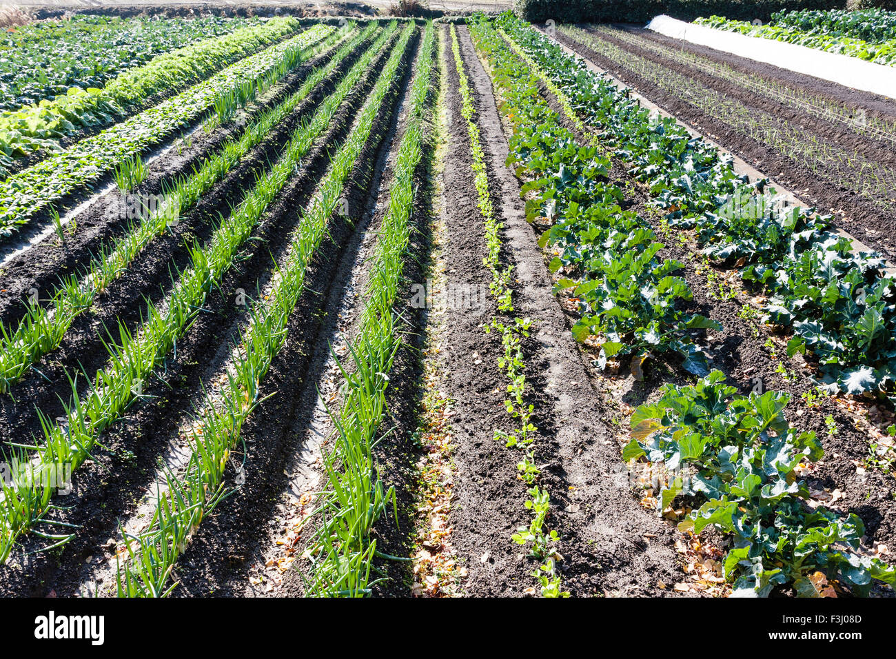 Crops in root hires stock photography and images Alamy