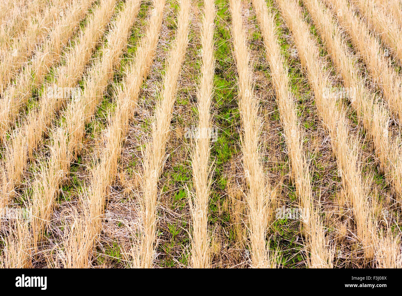Japanese farming. Rows of young rice stalks growing in water logged ...
