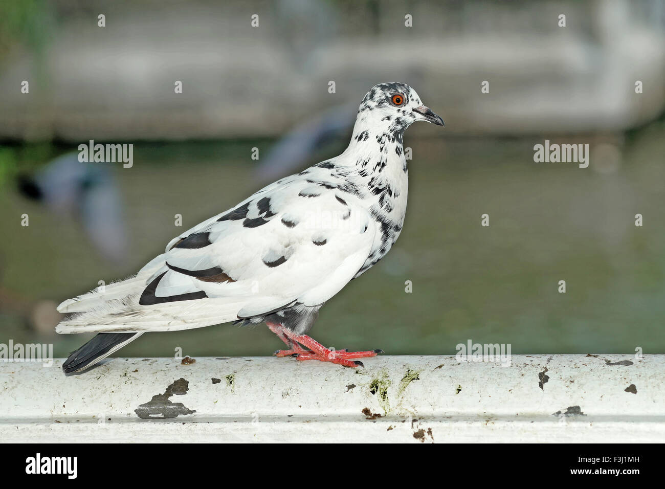 white pigeon with nature background Stock Photo Alamy