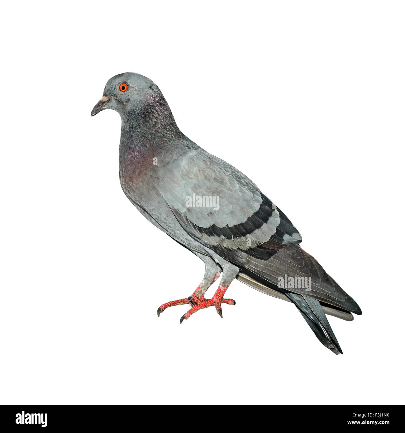 pigeon isolated on white background Stock Photo - Alamy