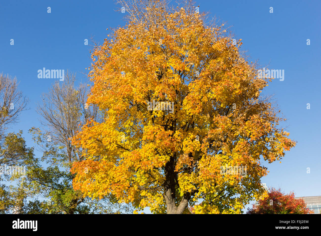 Yellow Maple Tree in the Fall in Canada. Stock Photo