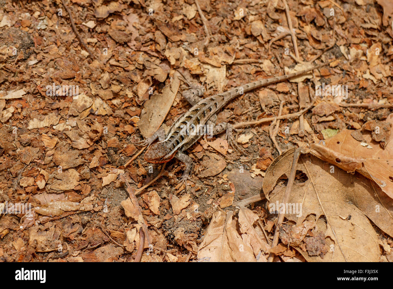brown little lizard in natural habitat Stock Photo Alamy