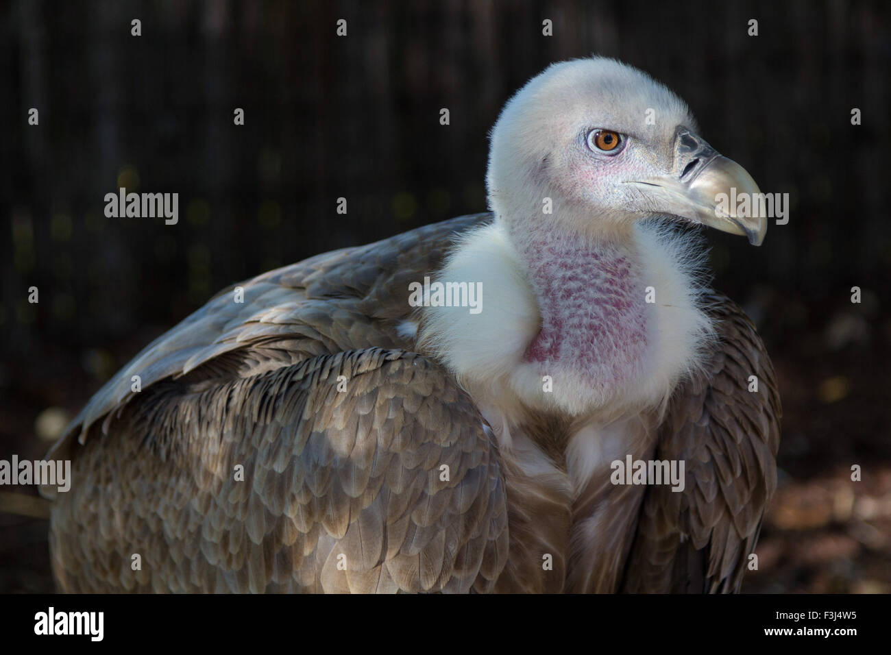 detail of a vulture white collar Stock Photo