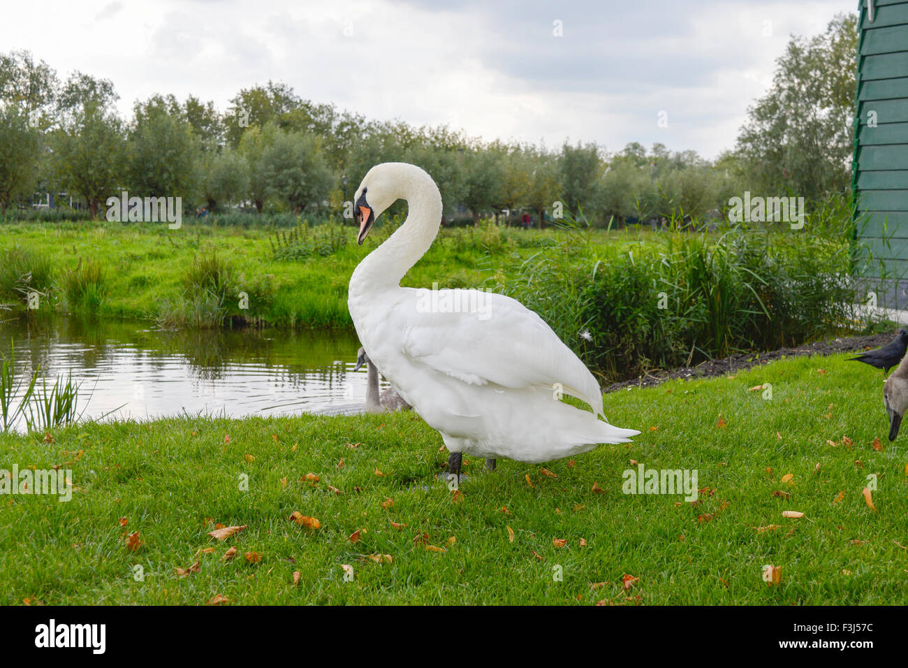 Big swan outside the water standing in the grass Stock Photo