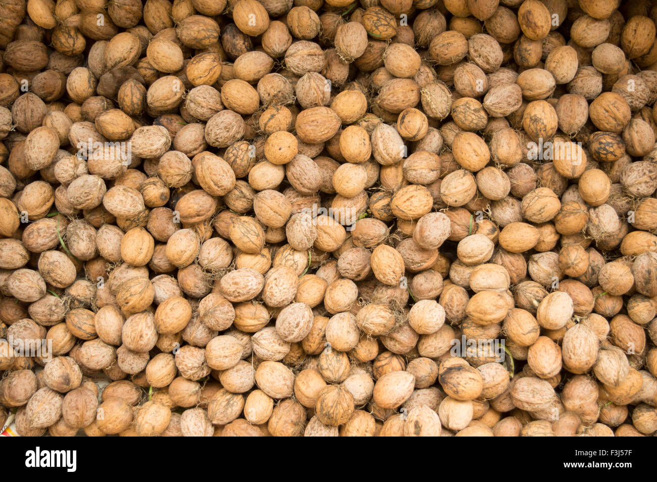 Pile of fresh picked walnuts in shells Stock Photo