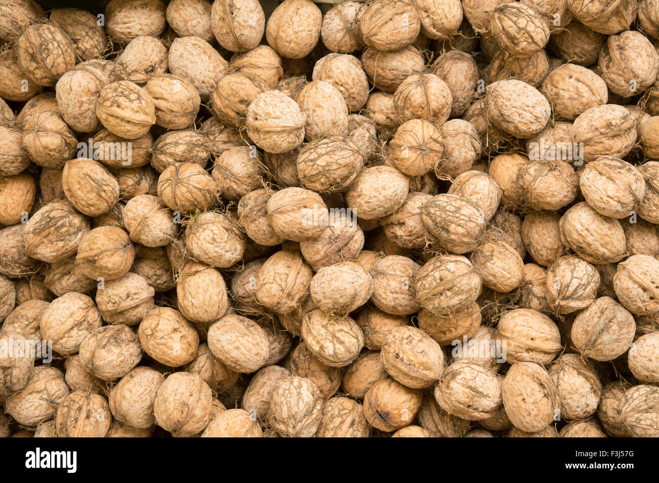 Pile of fresh picked walnuts in shells Stock Photo Alamy