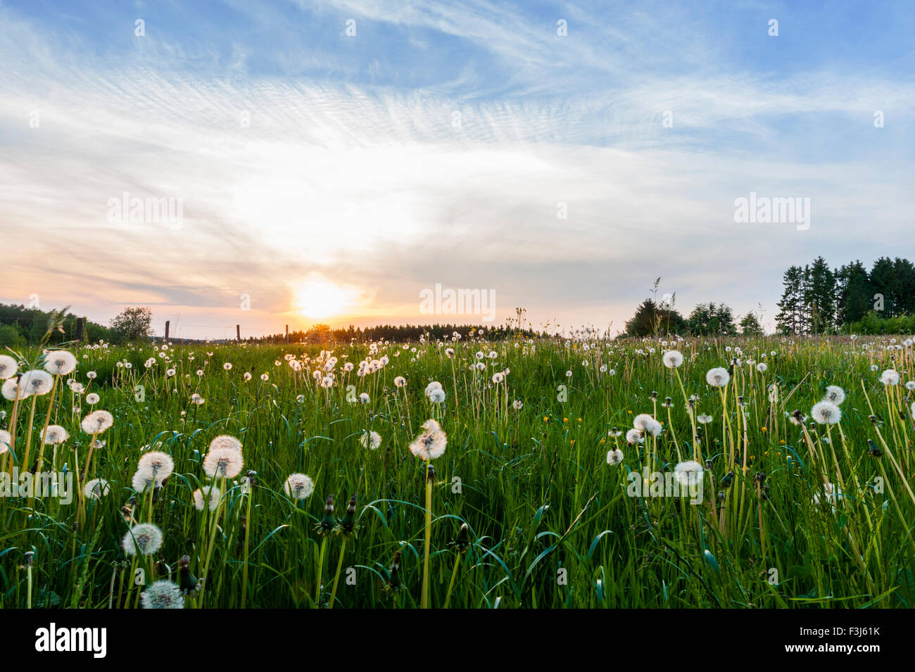 Dandelion field in the Belgian Ardennes Stock Photo