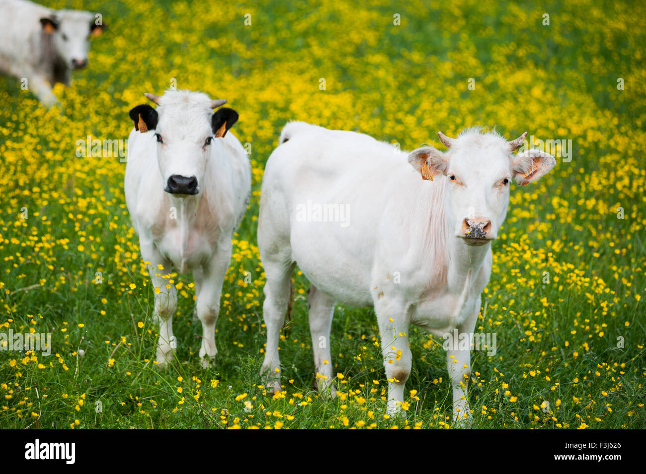 Veal calves in meadow full of ranunculus flowers Stock Photo