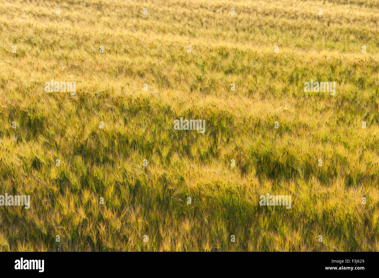 Field of Barley (Hordeum vulgare L.) in contralight during sunset Stock Photo