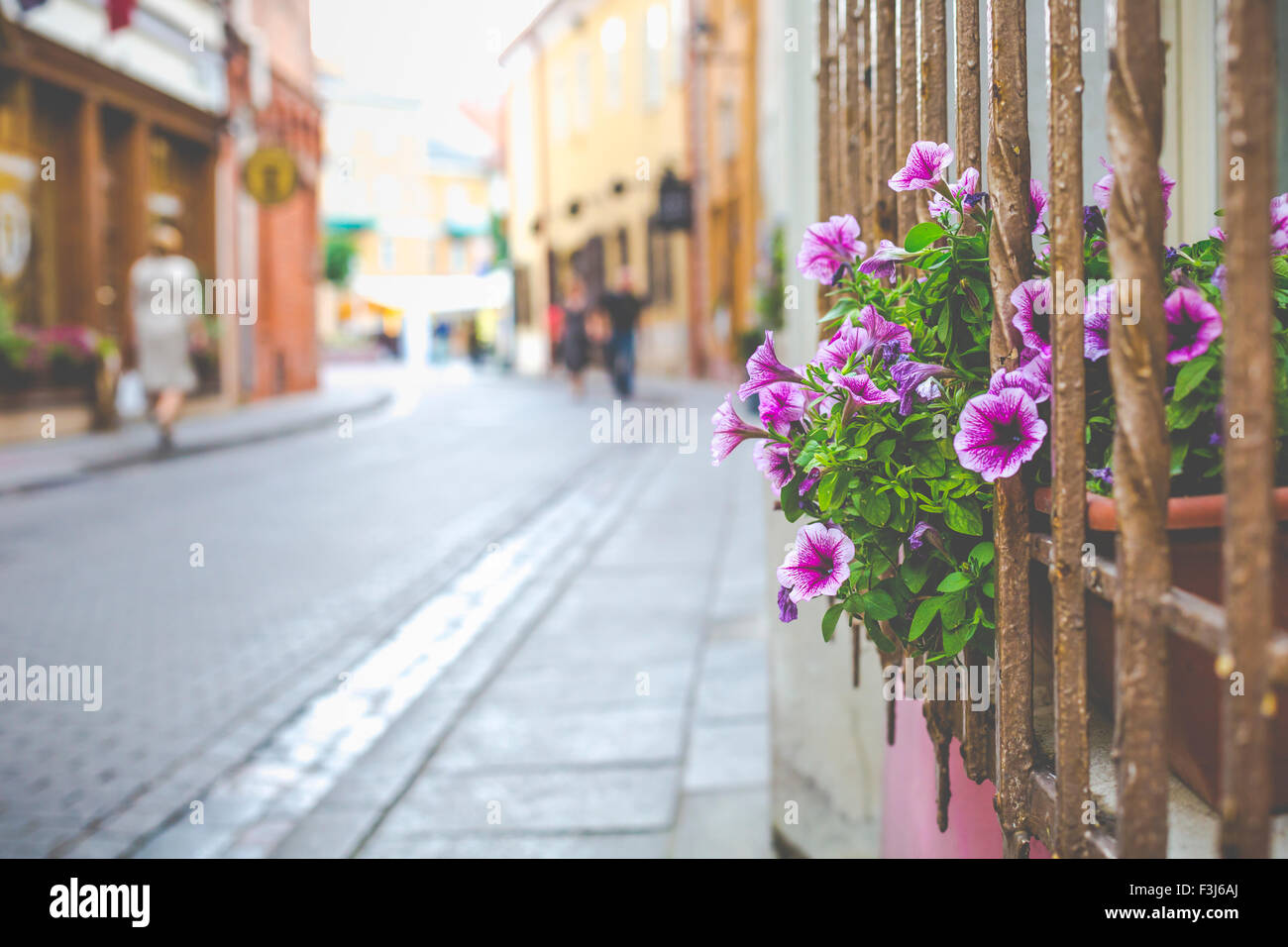 Flowers in Vilnius city in old town Lithuania Stock Photo Alamy