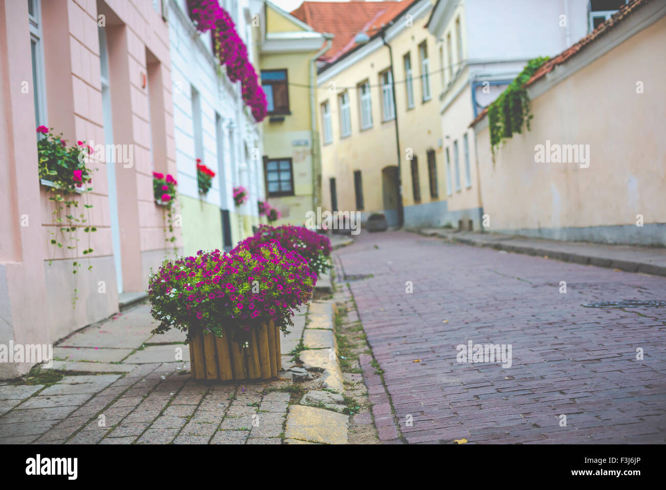 Flowers in Vilnius city in old town Lithuania Stock Photo Alamy