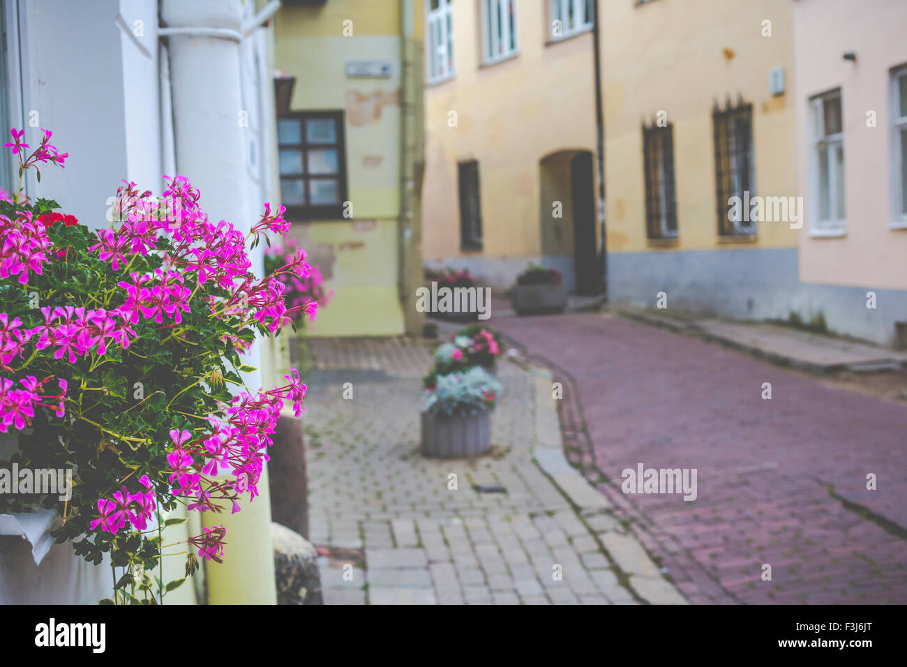 Flowers in Vilnius city in old town Lithuania Stock Photo Alamy