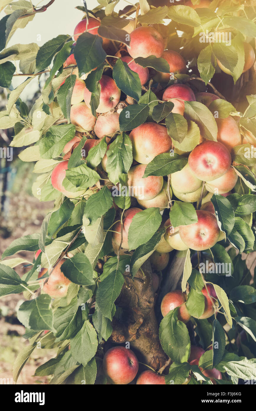 Apples on tree . Bough full of organic ripe apples in orchard, ready to pick. Done with vintage retro filter Stock Photo