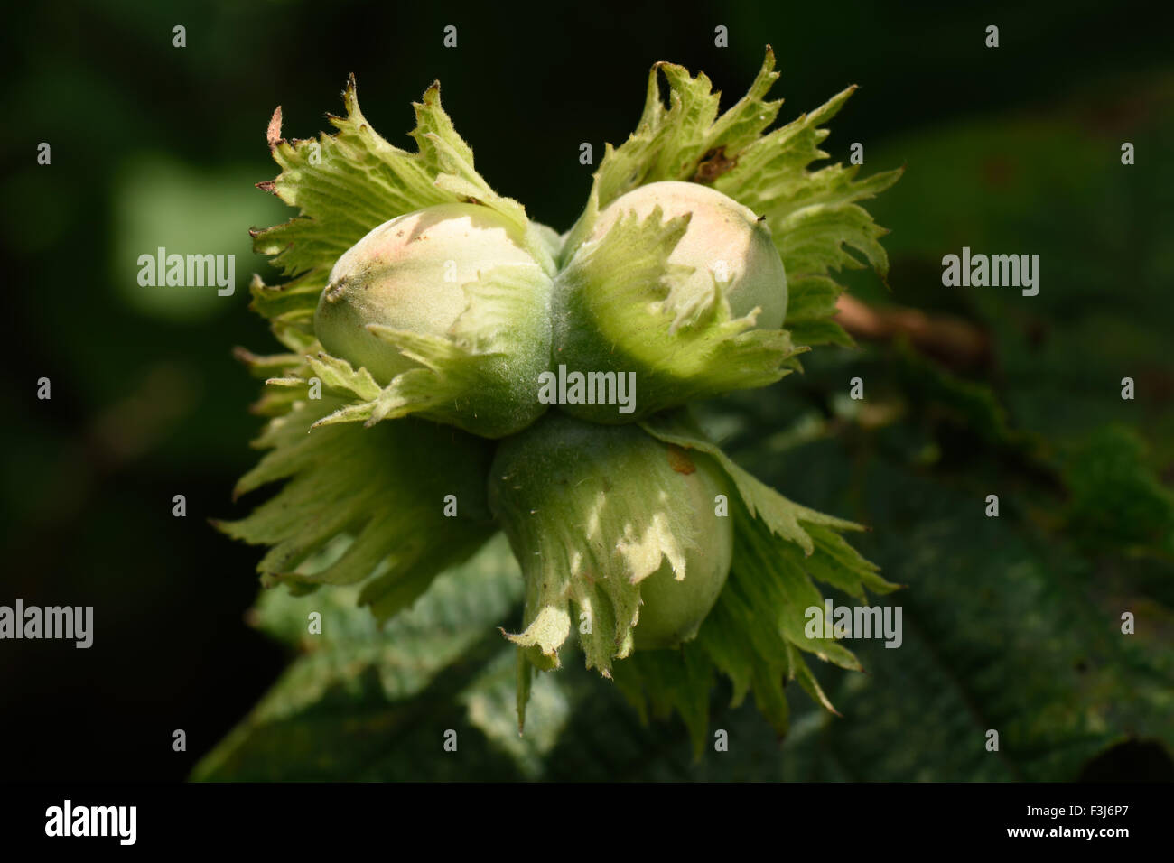 Hazel, Corylus avellana, nuts maturing on wild trees in summer, August, Berkshire Stock Photo