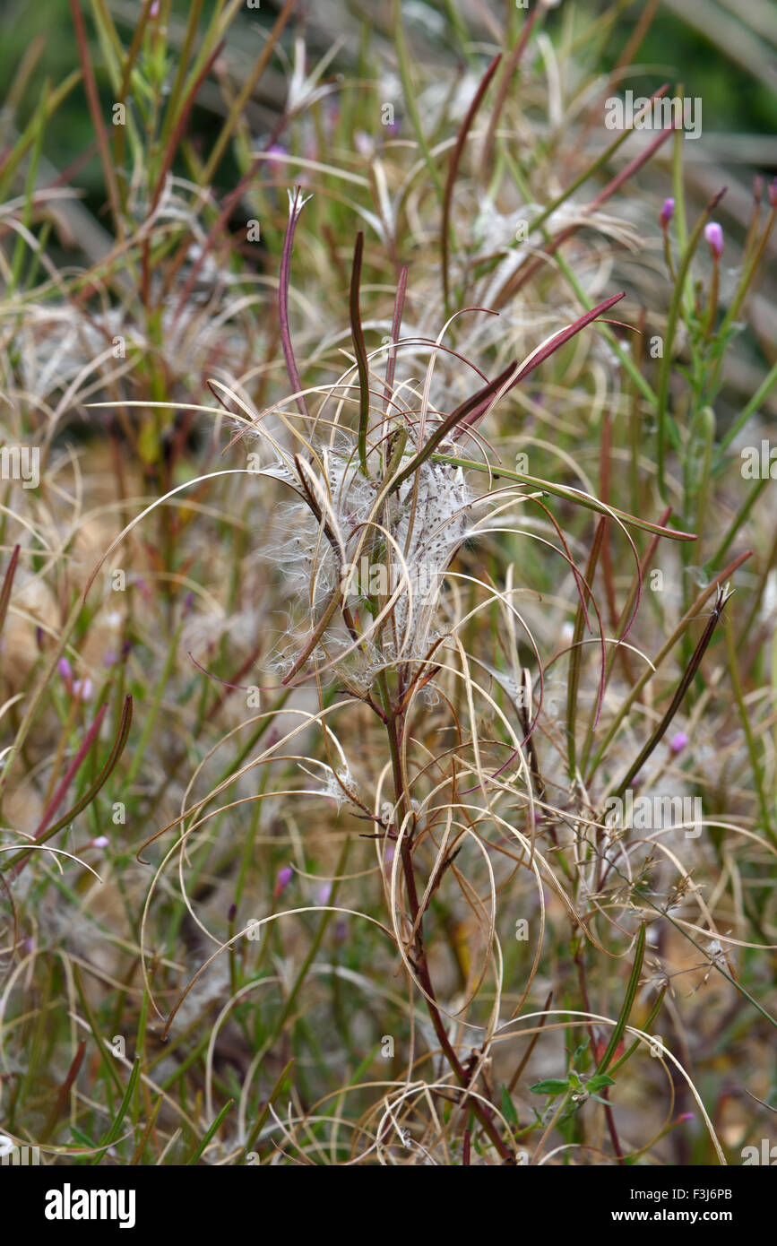 Broad-leaved willowherb, Epilobium montanum, seedpods opening to disperse seeds, Berkshire, August Stock Photo