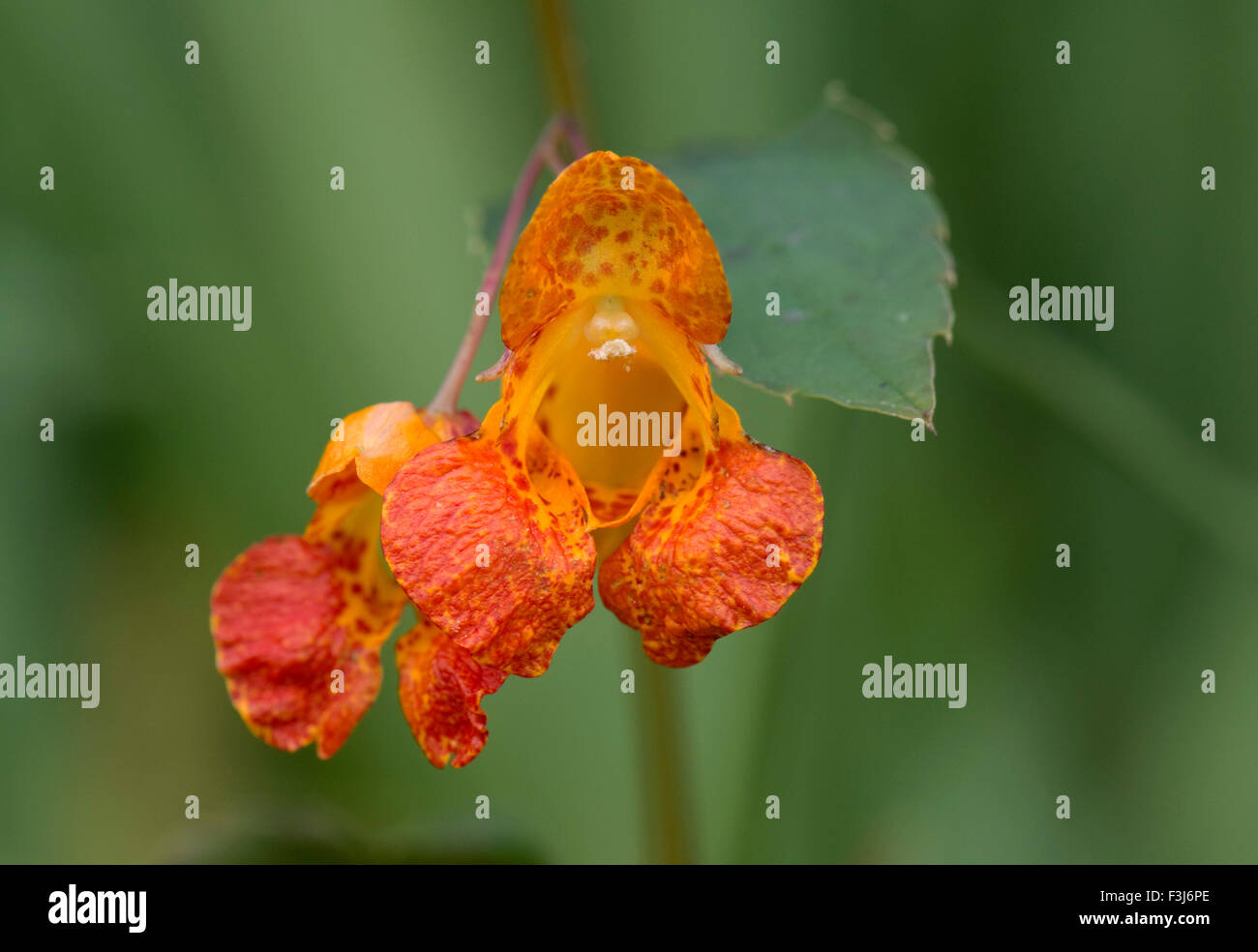 Jewelweed or orange balsam, Impatiens capensis, flowering and seeding naturalised plant beside the Kennet and Avon Canal, August Stock Photo