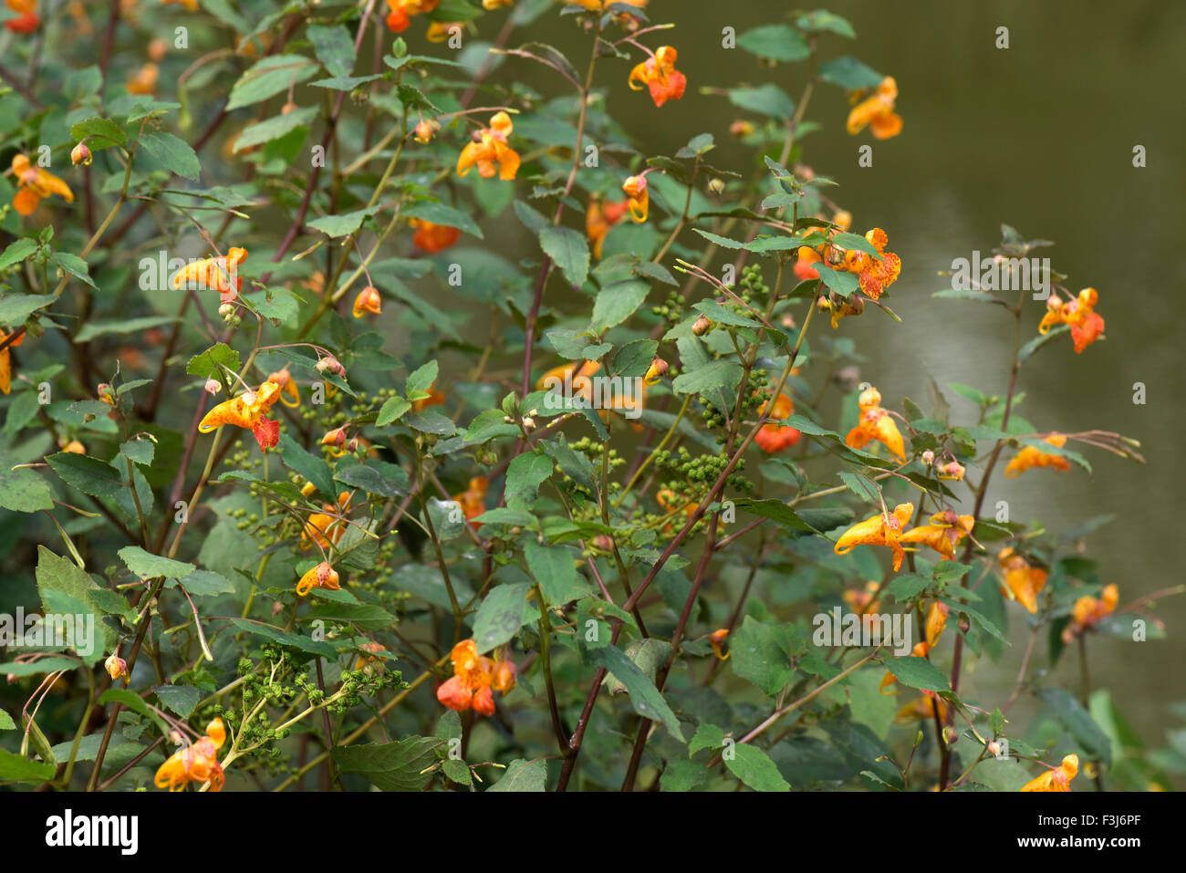 Jewelweed or orange balsam, Impatiens capensis, flowering and seeding naturalised plant beside the Kennet and Avon Canal, August Stock Photo
