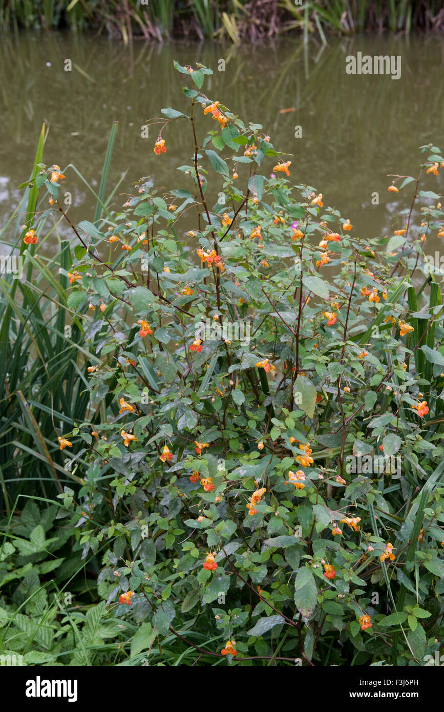 Jewelweed or orange balsam, Impatiens capensis, flowering and seeding naturalised plant beside the Kennet and Avon Canal, Septem Stock Photo