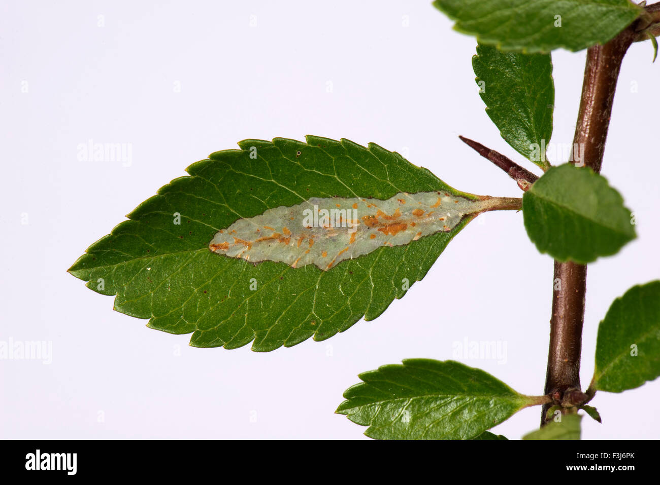 Leafminer, Phyllonorycter leucographella, mine damage to a firethorn, Pyracantha, leaf, Berkshire, September Stock Photo