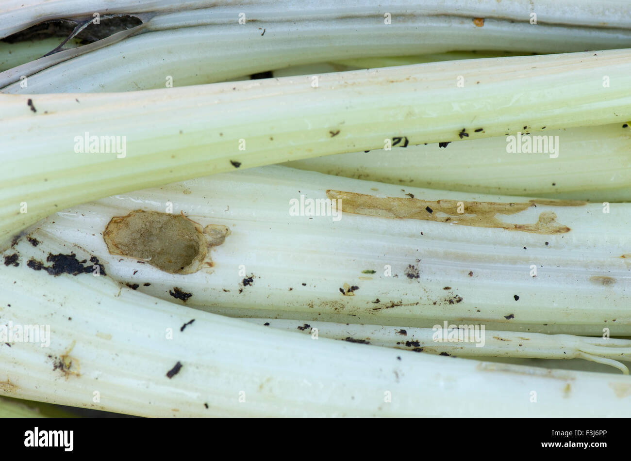 Slug grazing damage to blanched celery sticks, which occurs inside the cover around the stems, Berkshire, September Stock Photo