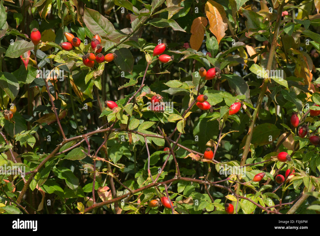 Red hips on a dog rose, Rosa, canina, in a hedgerow in early autumn, Berkshire, September Stock Photo