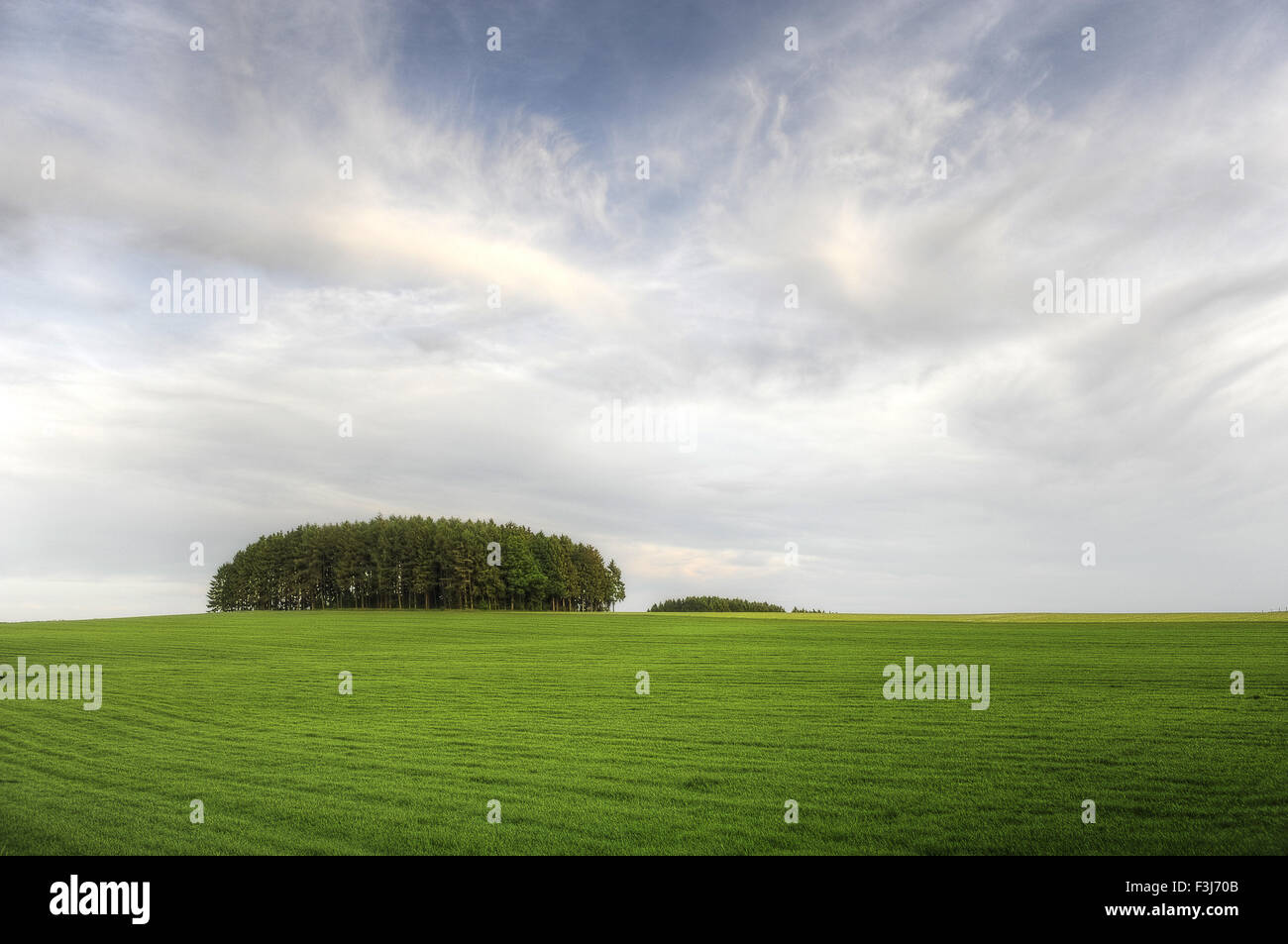 Landscape in the Belgian Ardennes with pine forest on a hill Stock Photo