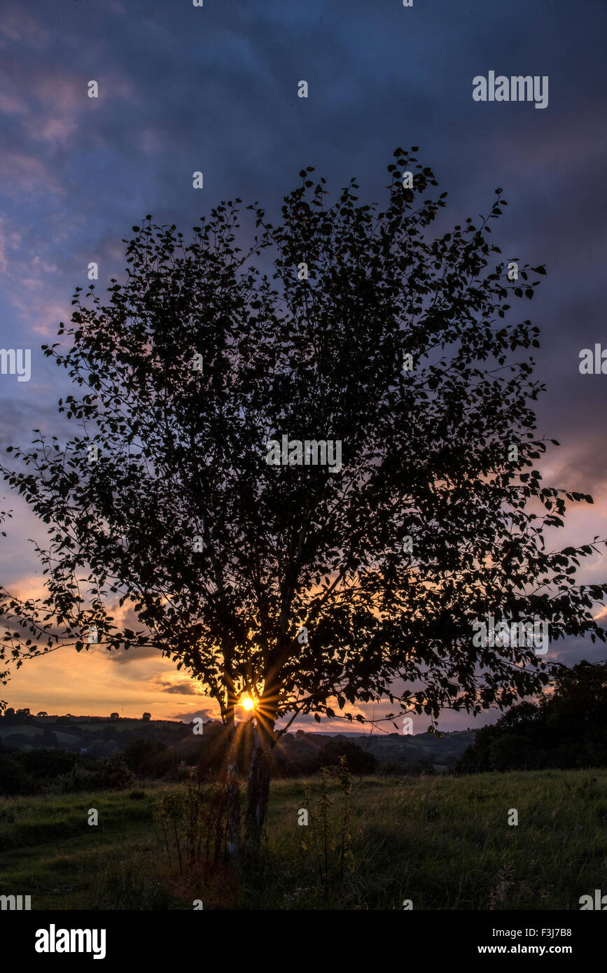 Single tree at sunset in Dartmoor, England, Great Britain, United Kingdom, Europe Stock Photo