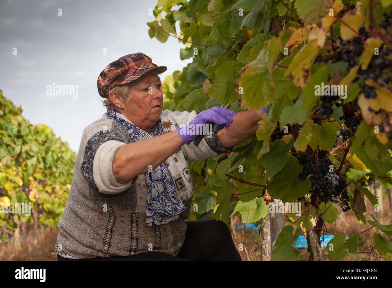 Volunteer grape-picker in a vineyard picking Rondo grapes, Halfpenny Green Vineyard, Bobbington, Staff UK Stock Photo