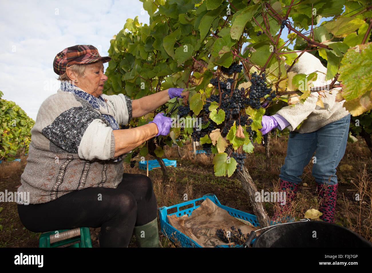 Volunteer grape-picker in a vineyard picking Rondo grapes, Halfpenny Green Vineyard, Bobbington, Staff UK Stock Photo