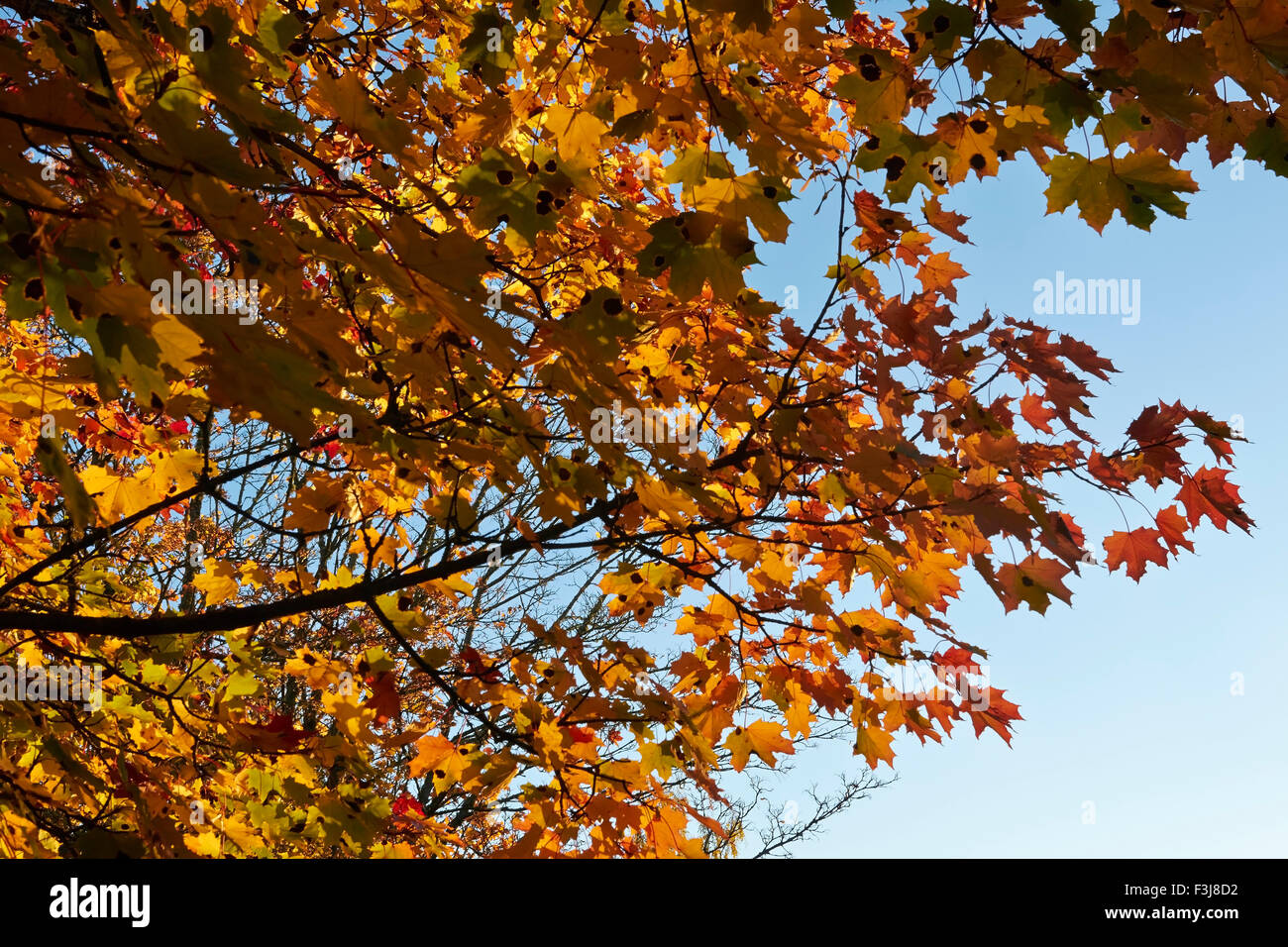 Maple foliage hi-res stock photography and images - Alamy