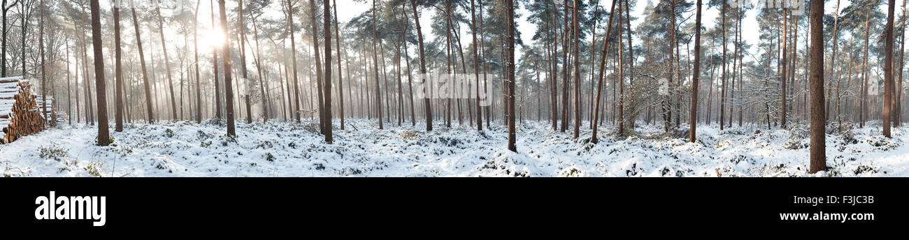 Gigapano of pinewood forest in winter at the Vagevuurbossen in Belgium with sunlight coming through the trees Stock Photo