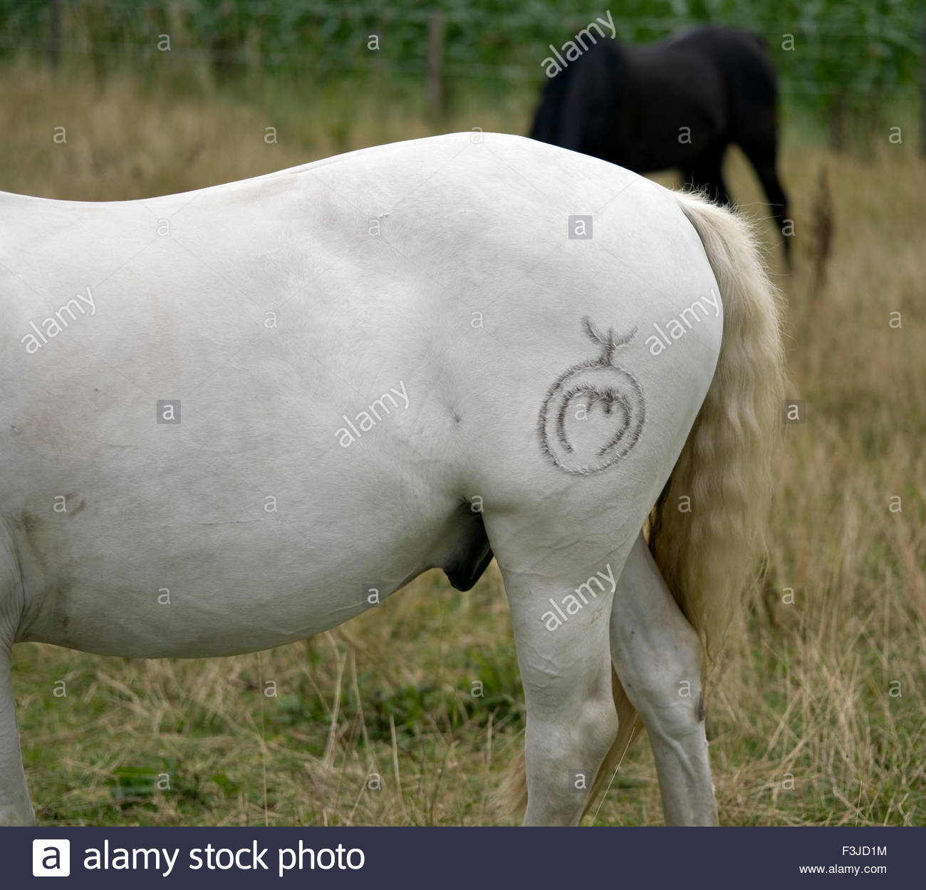 Pony Branding Stock Photos & Pony Branding Stock Images Alamy