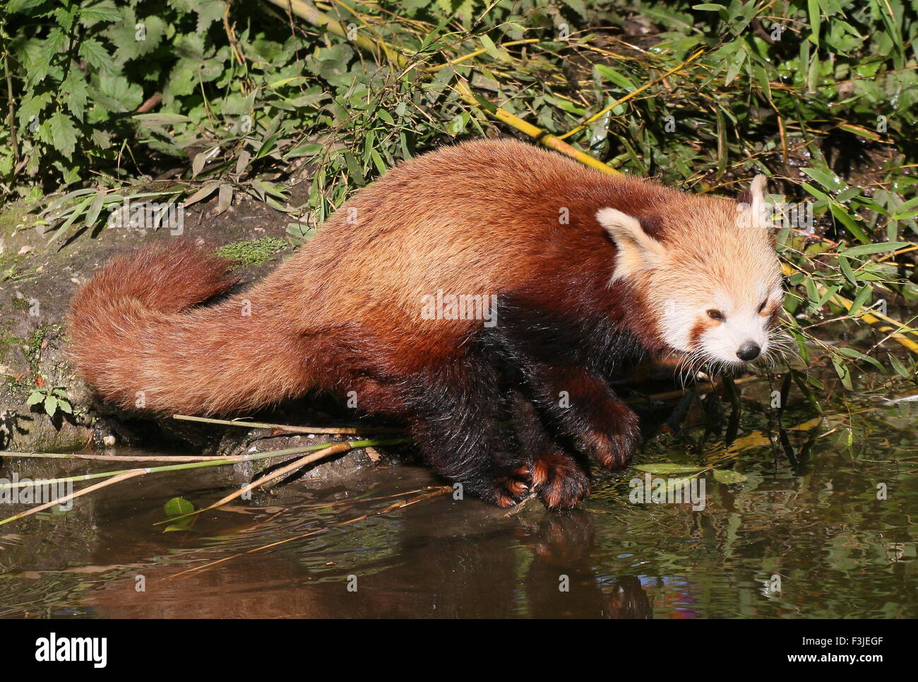 Asian Red Panda (Ailurus fulgens) at the water's edge Stock Photo