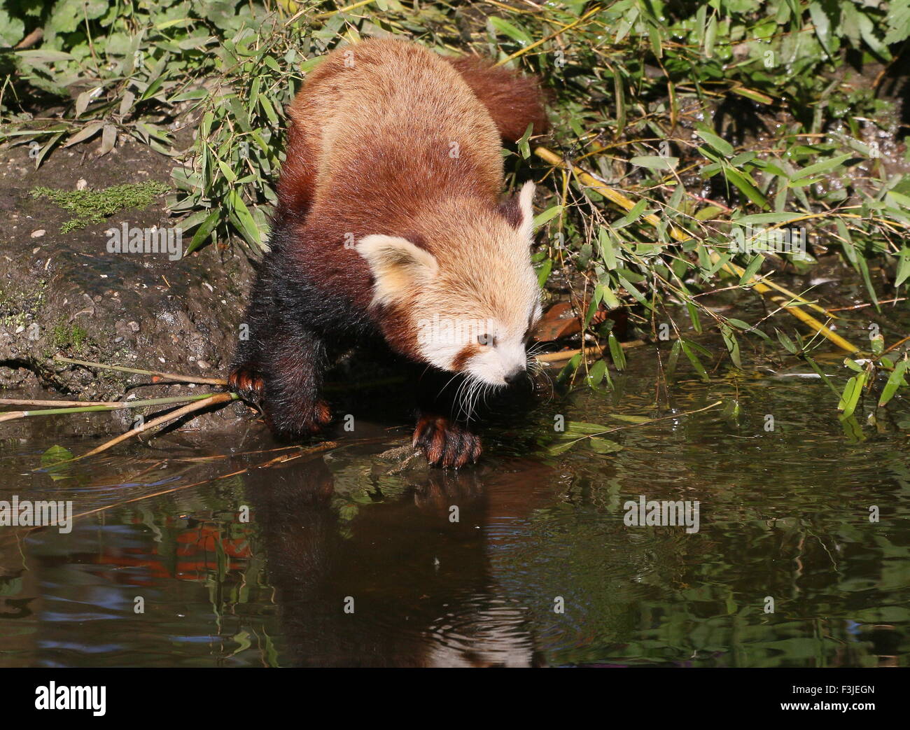 Asian Red Panda (Ailurus fulgens) at the water's edge Stock Photo
