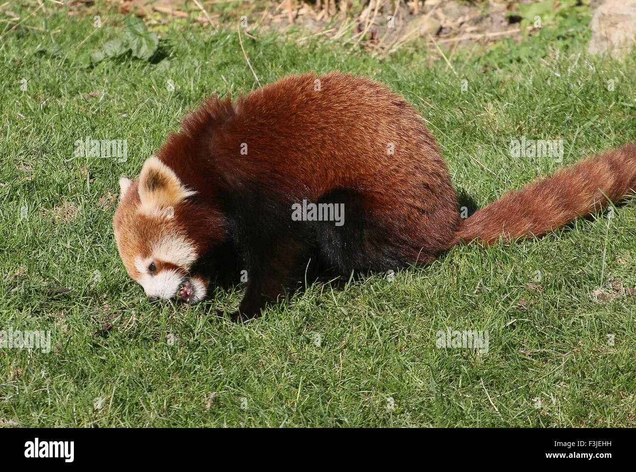 Asian Red Panda (Ailurus fulgens) eating grass Stock Photo