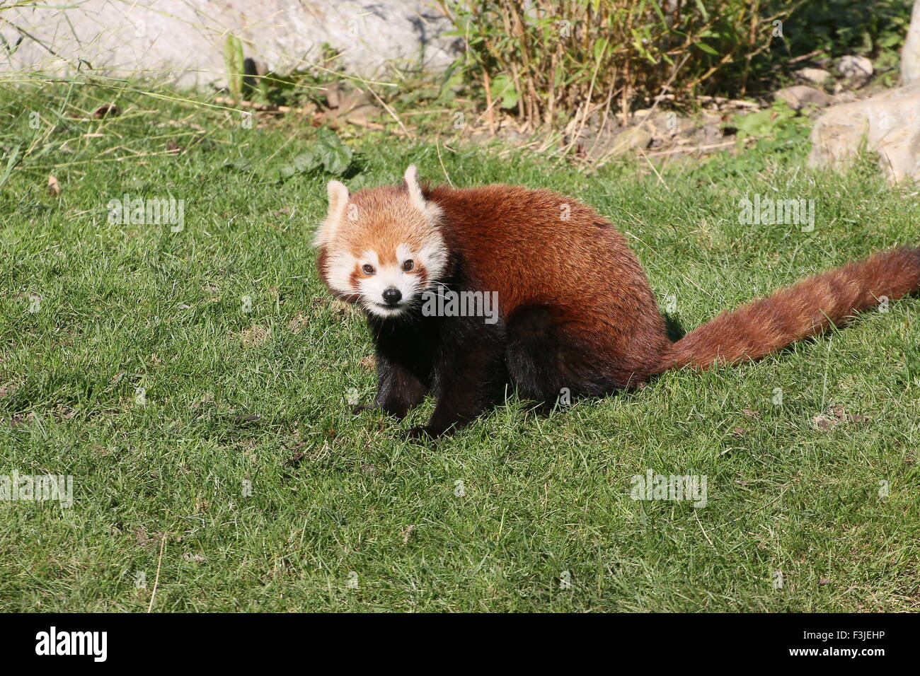 Asian Red Panda (Ailurus fulgens) Stock Photo