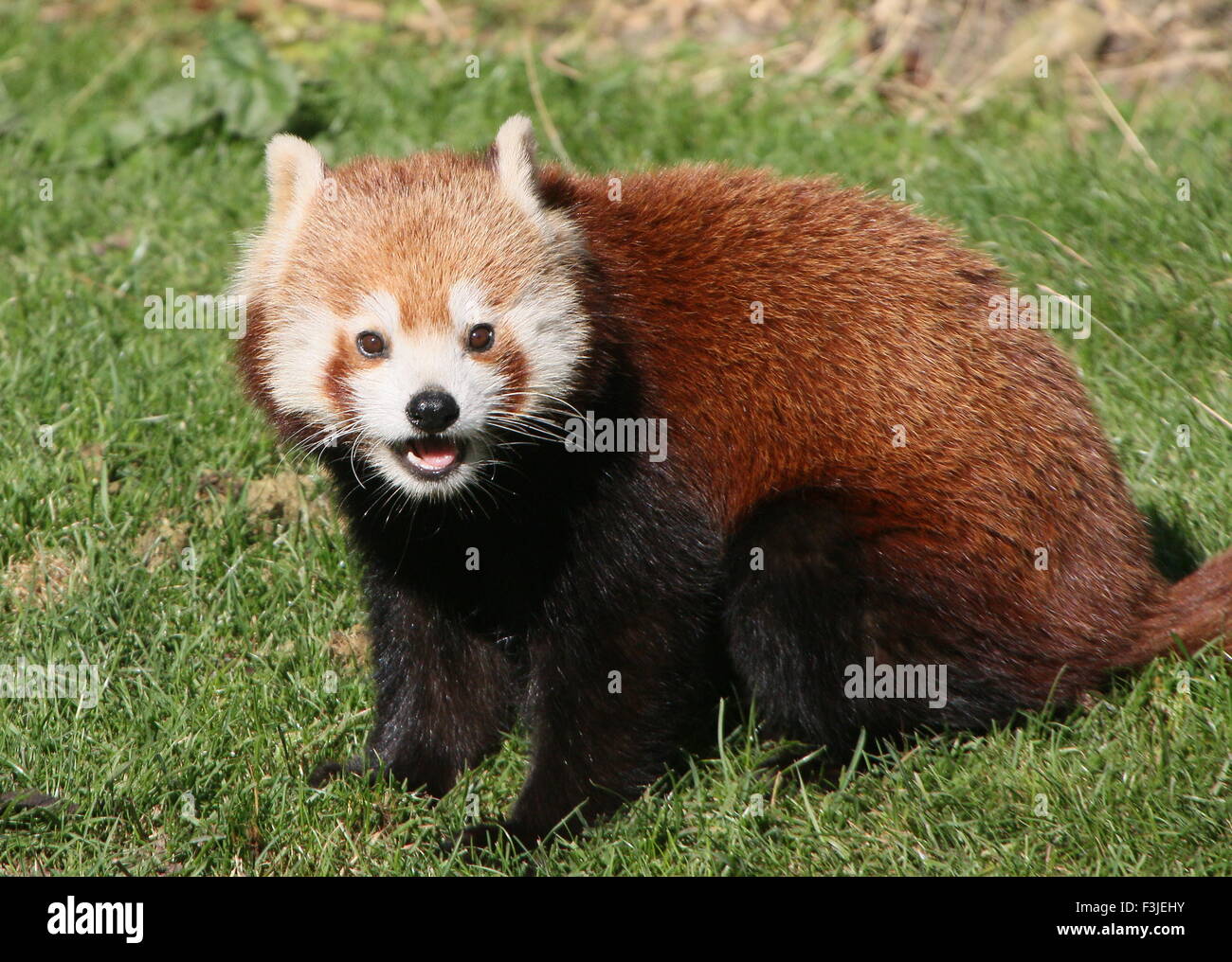 Happy Asian Red Panda (Ailurus fulgens), tongue showing Stock Photo
