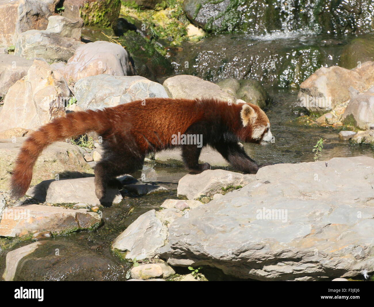 Asian Red Panda (Ailurus fulgens) crossing a small stream Stock Photo