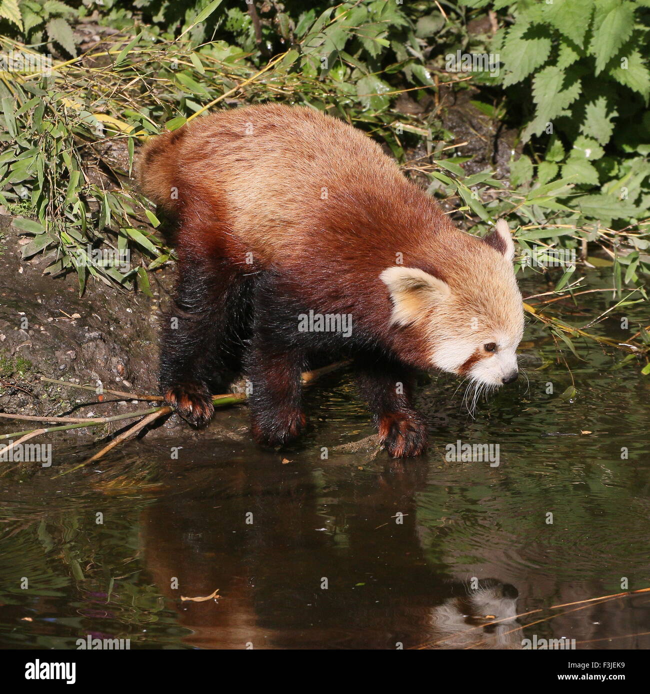 Asian Red Panda (Ailurus fulgens) at the bank of a  stream Stock Photo