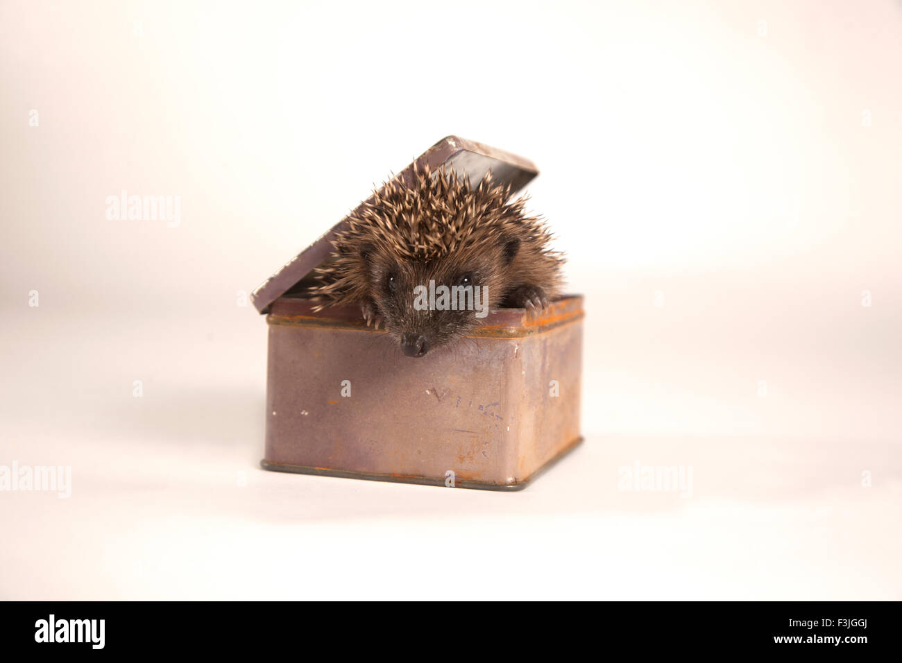 Juvenile Hedgehog in tin Stock Photo