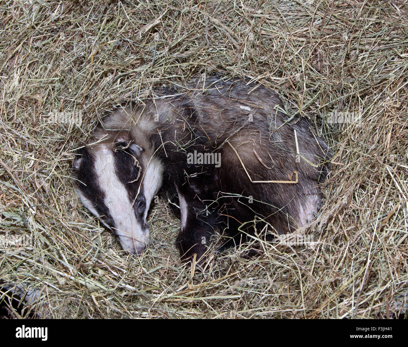 Injured Badger in care Stock Photo