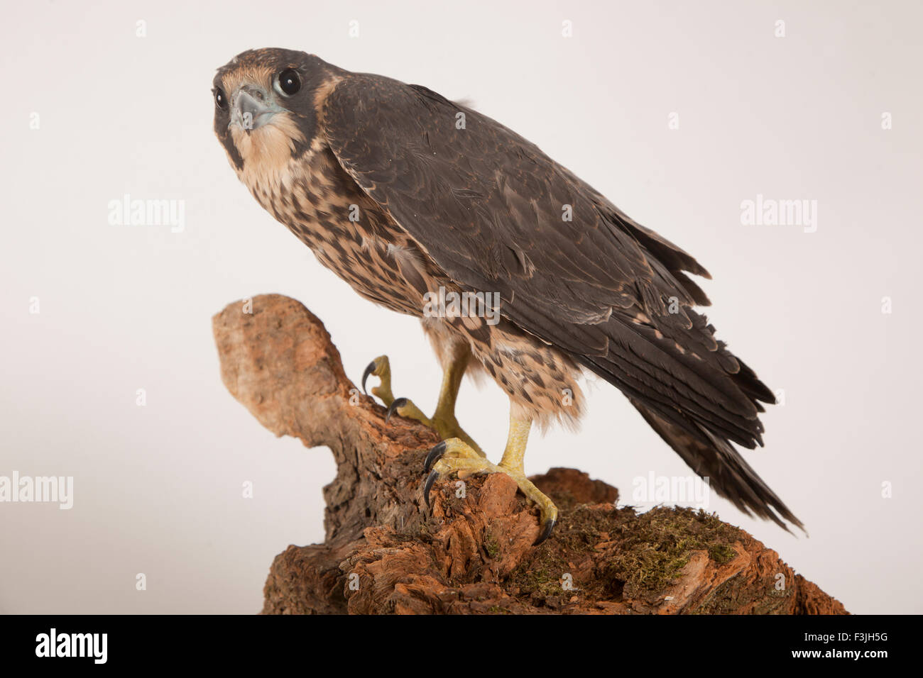 Peregrine Falcon, Falco peregrinus, Bird of prey, Studio, White background, Adult, Branch, Rescued, Rescue, WIldlife, Injured Stock Photo