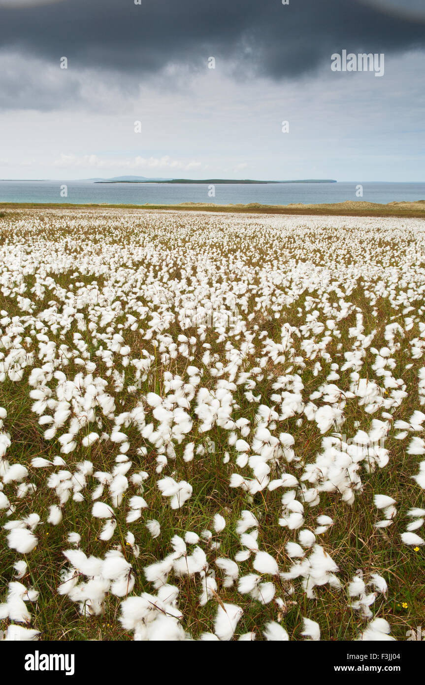 Moorland with bog cotton in flower on the island of Eday, Orkney Islands, Scotland. Stock Photo