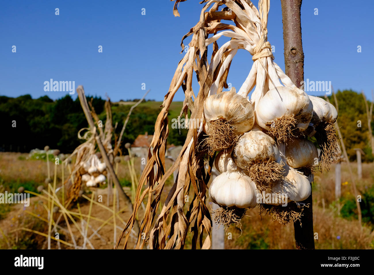 close up bulbs cloves of garlic growing on test plot species crop type