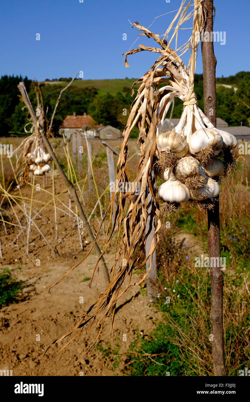 bulbs cloves of garlic growing on test plot species crop type strains