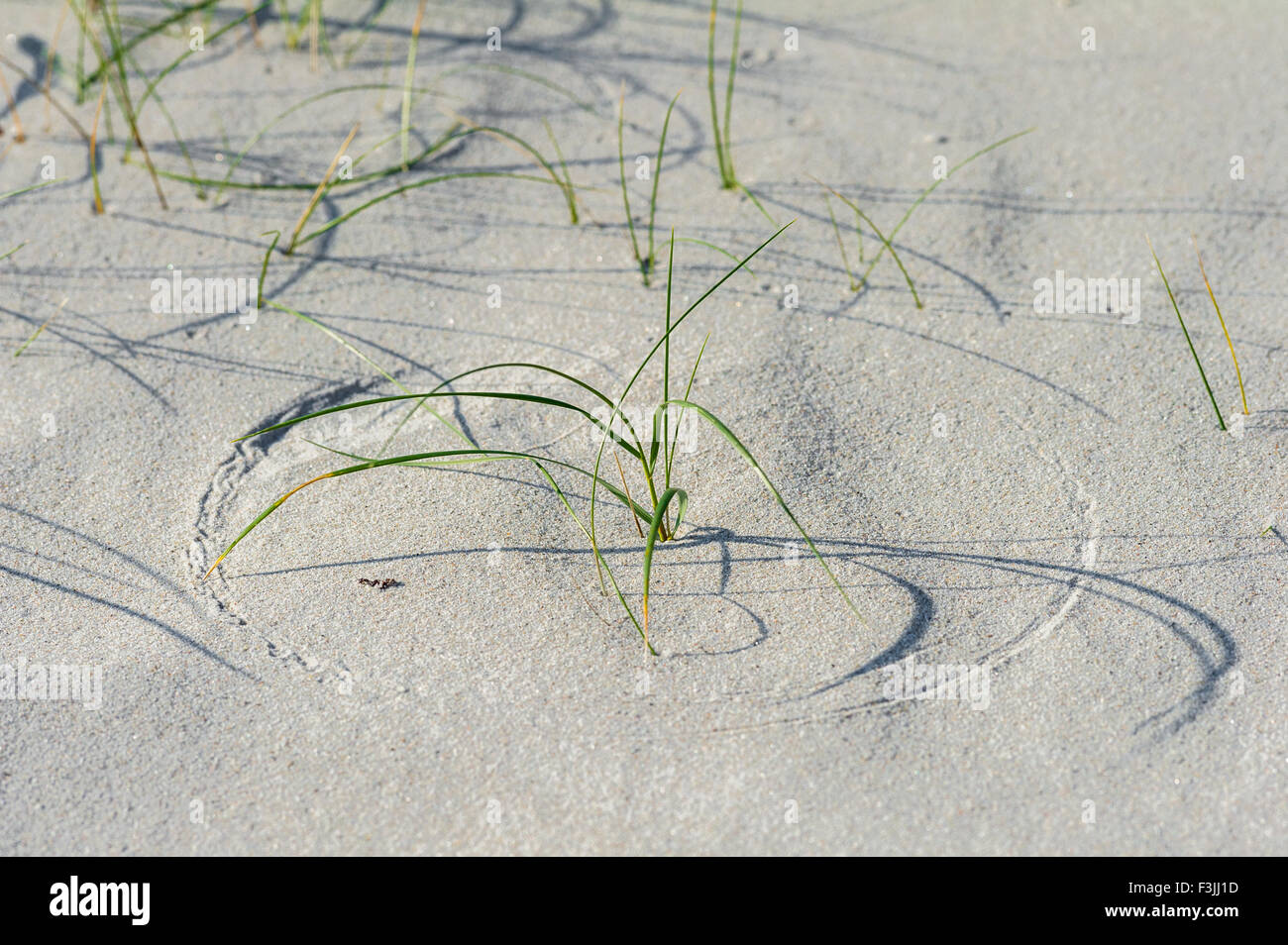Blades of grass making circular patterns in the silver sand of Morar on the Scottish North West Coast Stock Photo