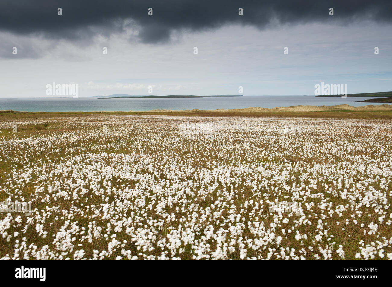 Moorland with bog cotton in flower on the island of Eday, Orkney Islands, Scotland. Stock Photo