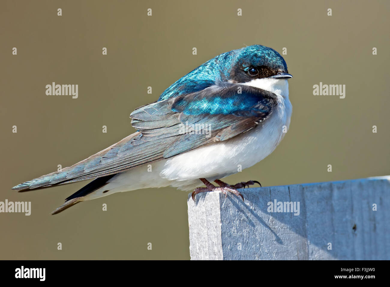 Male Tree Swallow Stock Photo
