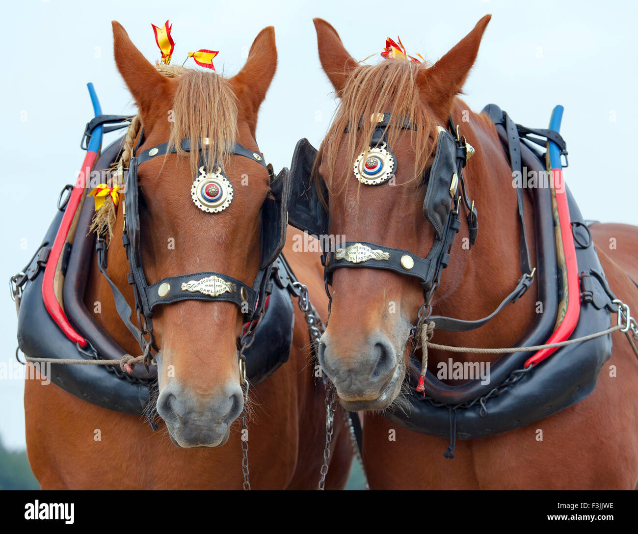 Pair of heavy horses hires stock photography and images Alamy
